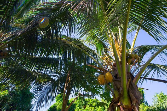 Kirpal Meditation And Ecological Center Hotel Pahoa Bagian luar foto