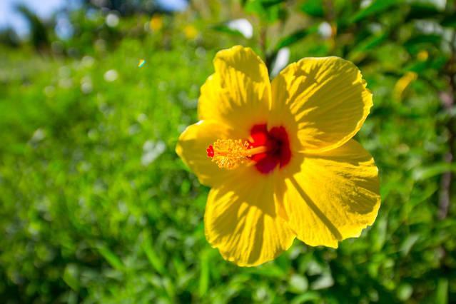 Kirpal Meditation And Ecological Center Hotel Pahoa Bagian luar foto