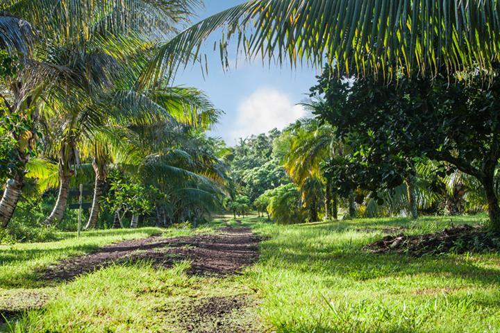 Kirpal Meditation And Ecological Center Hotel Pahoa Bagian luar foto