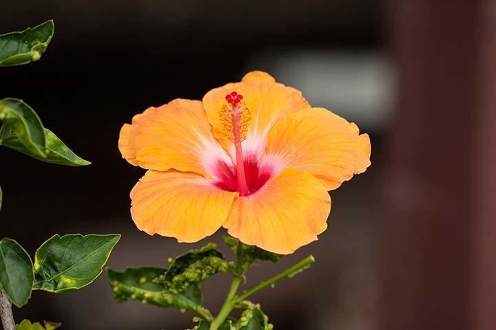 Kirpal Meditation And Ecological Center Hotel Pahoa Bagian luar foto