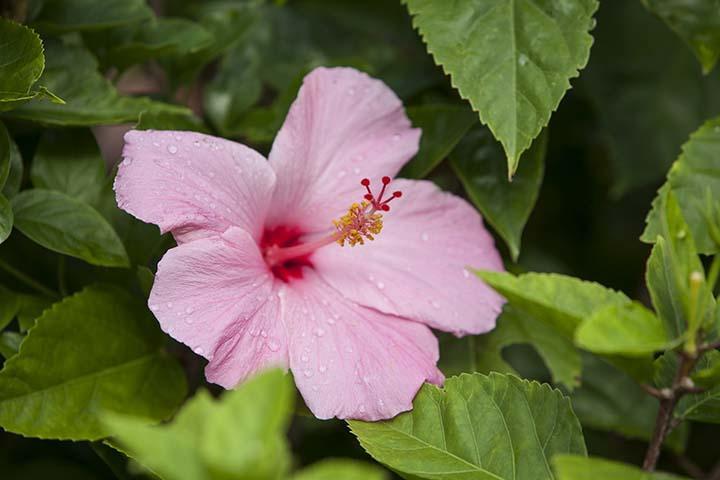 Kirpal Meditation And Ecological Center Hotel Pahoa Bagian luar foto